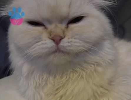 Kızıma sağlıklı bir eş arıyorum