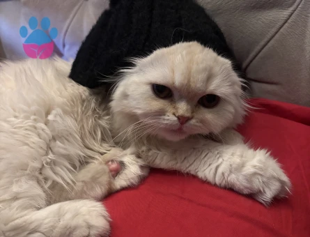 Kızıma sağlıklı bir eş arıyorum