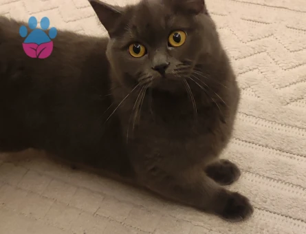 British Shorthair Eş Arıyoruz Kızımıza