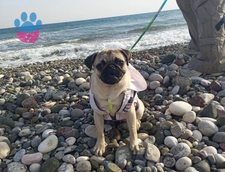 Pug 6 Aylık Eş Arıyor