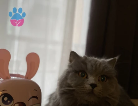 British Shorthair 1 Yaşında Kedim Eş Arıyor