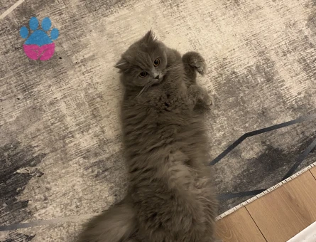 British Shorthair 1 Yaşında Kedim Eş Arıyor