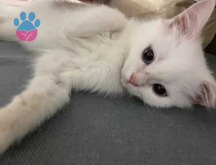 British Shorthair Charles Eş Arıyor