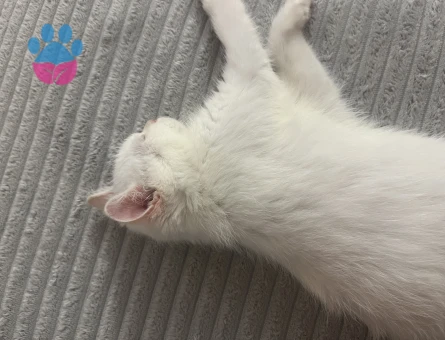 British Shorthair Charles Eş Arıyor