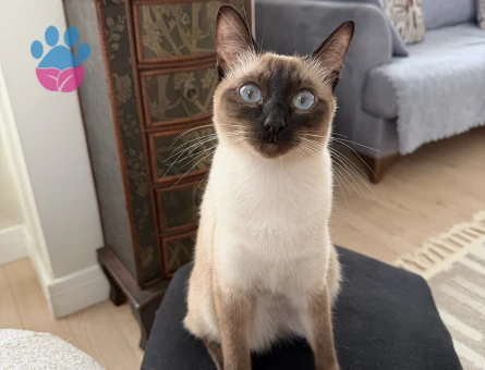 Siyam 1 Yaşında Kedim Eş Arıyor