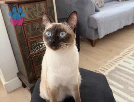 Siyam 1 Yaşında Kedim Eş Arıyor