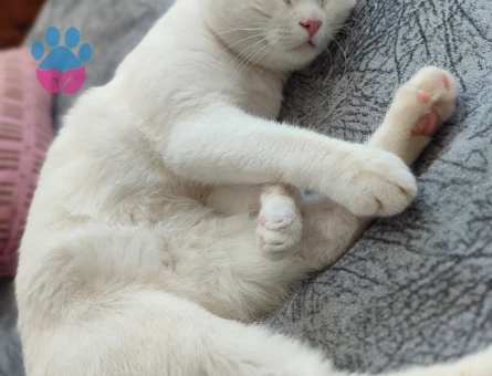 Oğlumuz Bulut'a eş arıyoruz