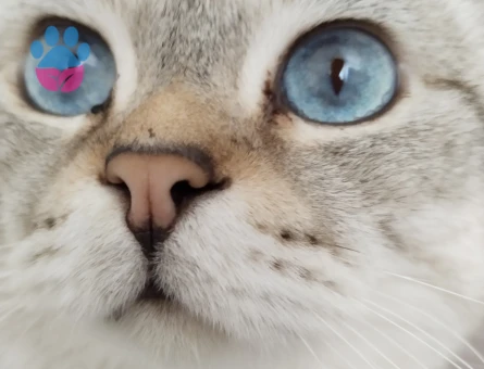 British Shorthair 1 Yaşında Eş Arıyor