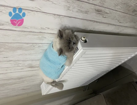 British Longhair Erkek Kedime Eş Arıyorum