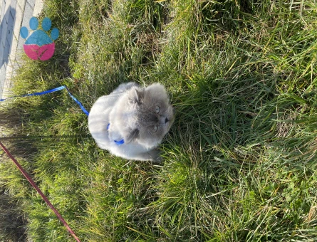 British Longhair Erkek Kedime Eş Arıyorum