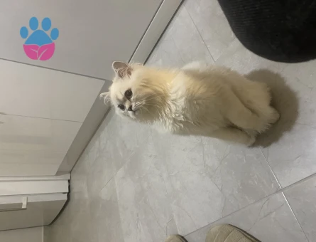 British Longhair Sütlaç Eş Arıyor