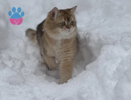 British longhair kedime dişi eş arıyorum