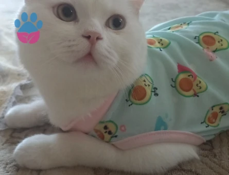 British oglumuza eş ariyoruz