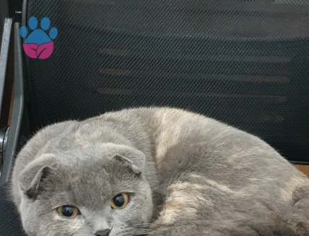 Scottish Fold Dişi