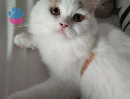 Oğlumuza Eş arıyoruz