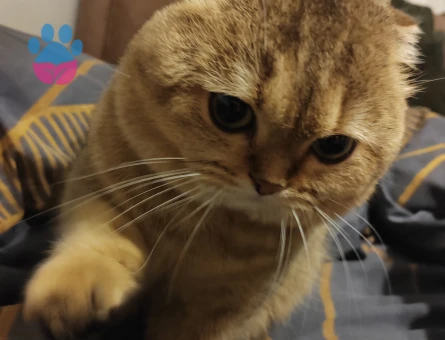 Golden Scottish Fold