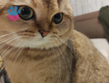 Golden Scottish Fold