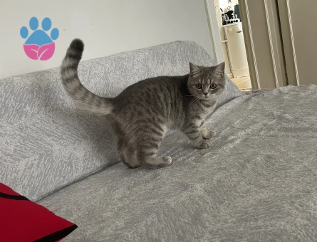 Beyaz erkek eş arıyoruz