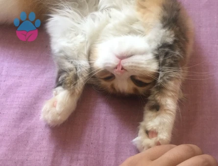 Tatlı kızımıza damat adayları arıyoruz