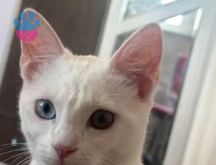 KEDİM LİLA YA ERKEK KOCA ARANİYOR