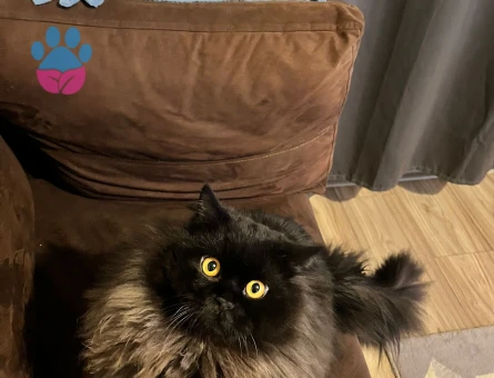 British Longhair Kedime Dişi eş arıyoruz