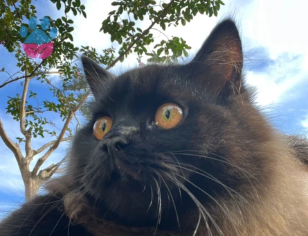 British Longhair Kedime Dişi eş arıyoruz