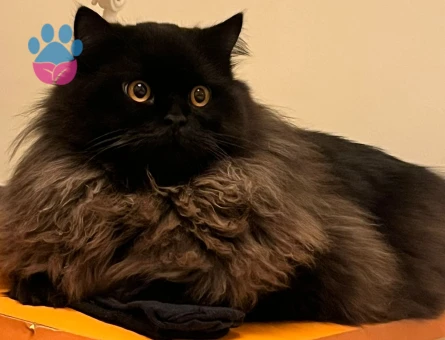 British Longhair Kedime Dişi eş arıyoruz