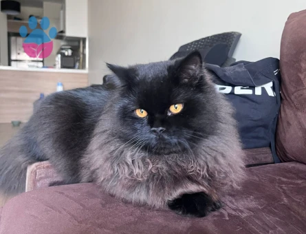 British Longhair Kedime Dişi eş arıyoruz