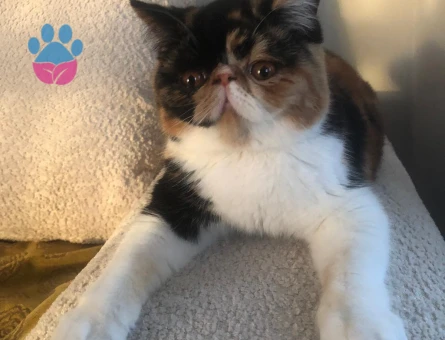 EXOTİC SHORTHAİR 1 Yaşında Eş Arıyor