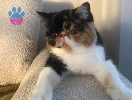 EXOTİC SHORTHAİR 1 Yaşında Eş Arıyor