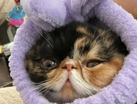 EXOTİC SHORTHAİR 1 Yaşında Eş Arıyor