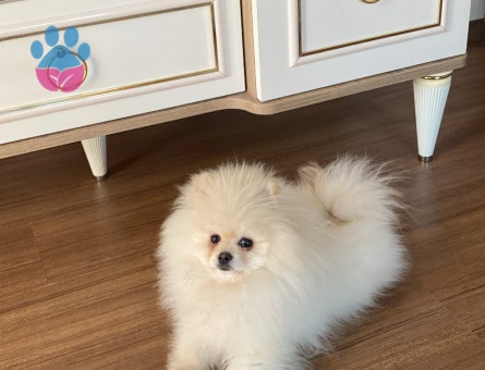 pomeranian dişi arıyorum