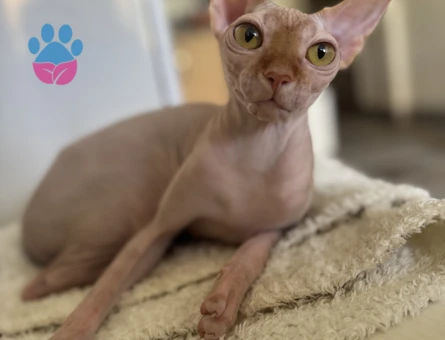 Sfenks dişi 1,5 Yaşında Eş Arıyor