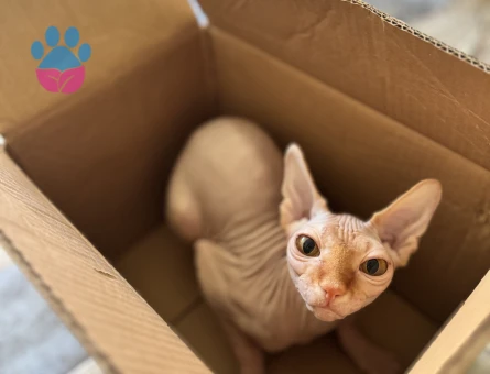 Sfenks dişi 1,5 Yaşında Eş Arıyor