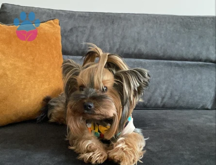 Yorkshire Terrier Kızım'a Eş arıyorum