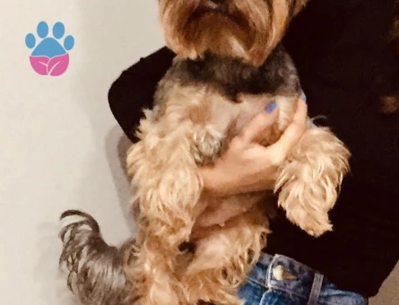 Yorkshire Terrier Kızım'a Eş arıyorum