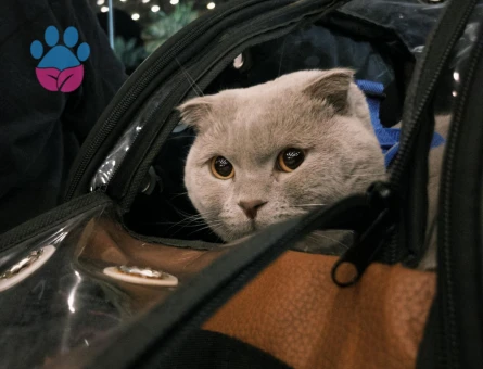 Yakışıklı Oğluma Gelin Adayı Arıyorum