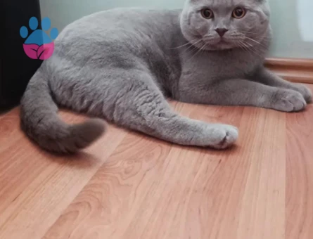 Yakışıklı Oğluma Gelin Adayı Arıyorum