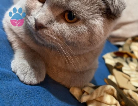 Yakışıklı Oğluma Gelin Adayı Arıyorum