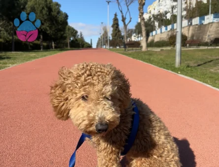 Toy Poodle Köpeğime Eş arıyoruz