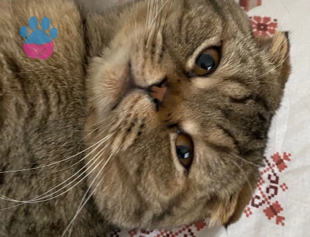 Oğlumuz dobi için gelin arıyoruz