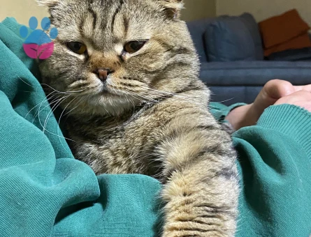 Oğlumuz dobi için gelin arıyoruz