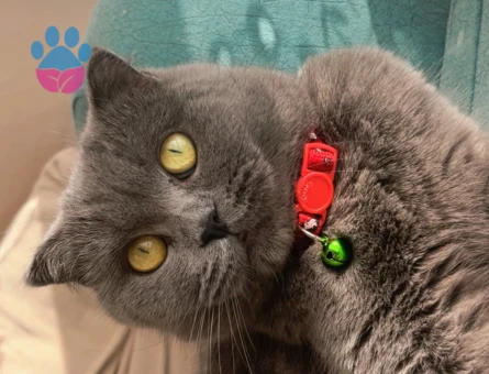 Scottish Fold 2 Yaşında Eş Arıyor