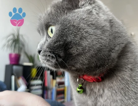 Scottish Fold 2 Yaşında Eş Arıyor