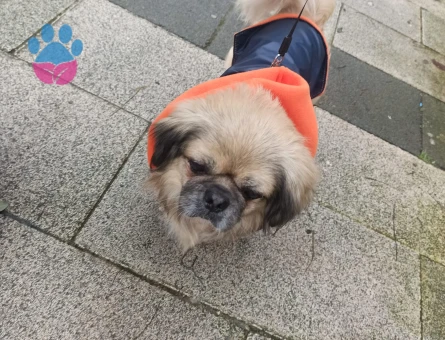 9 yaşında Pekinez Oğlumuza Eş arıyoruz