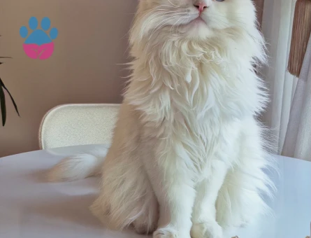 iran kedisi eş arıyorum