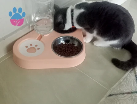 Sütlaç kızıma eş arıyorum