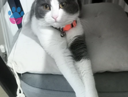 Sütlaç kızıma eş arıyorum