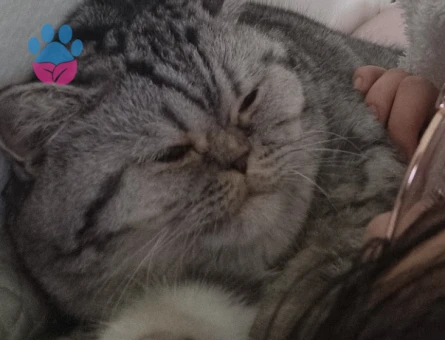 British shorthair erkek kedime eş arıyoruz