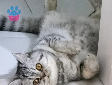 British shorthair erkek kedime eş arıyoruz